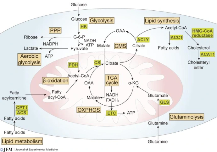 energymetabolismspathways energymetabloismpathways