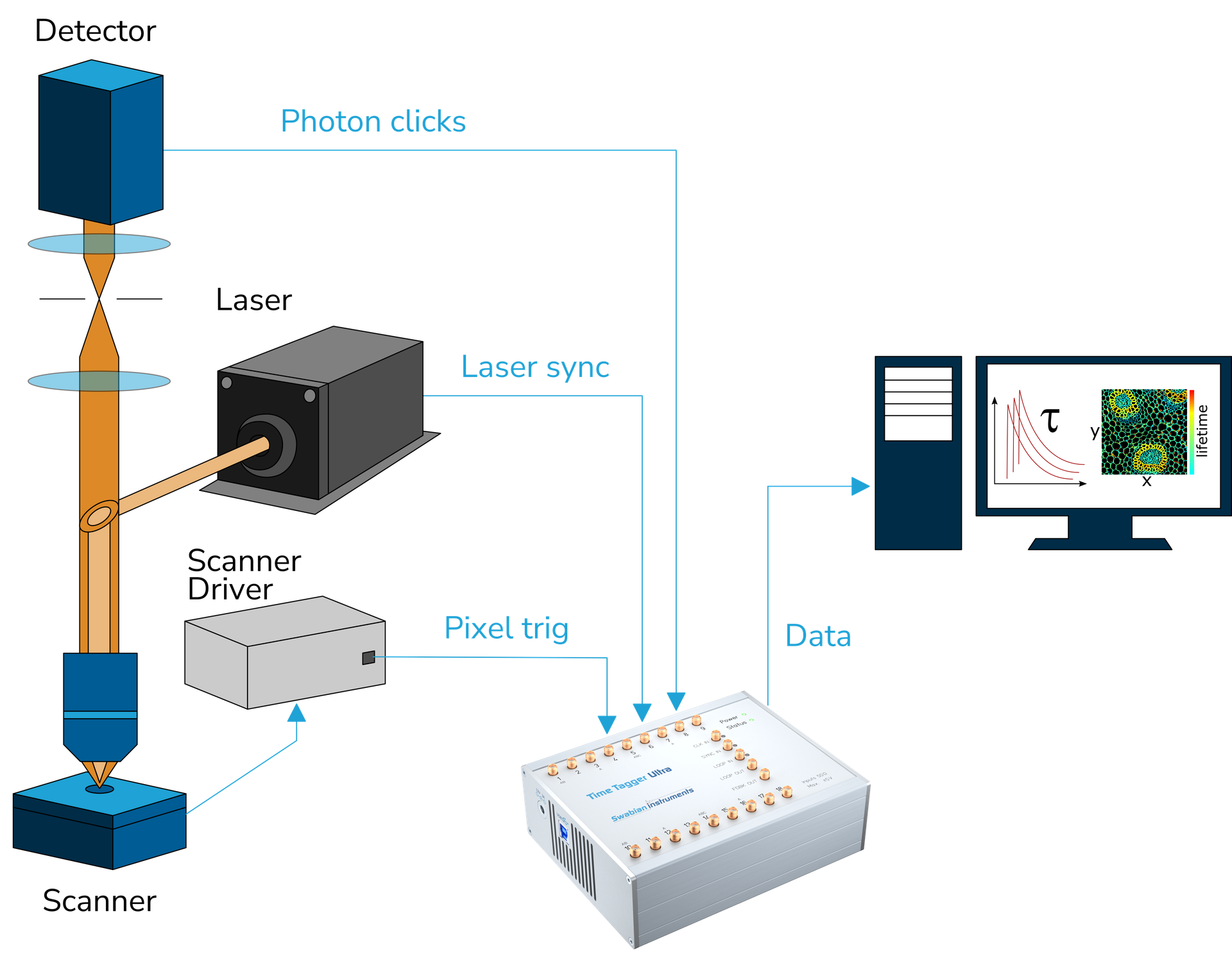 epegineticnutrition operation of a confocal fluorescence microscope, an imaging device used to visualize samples at high resolution.