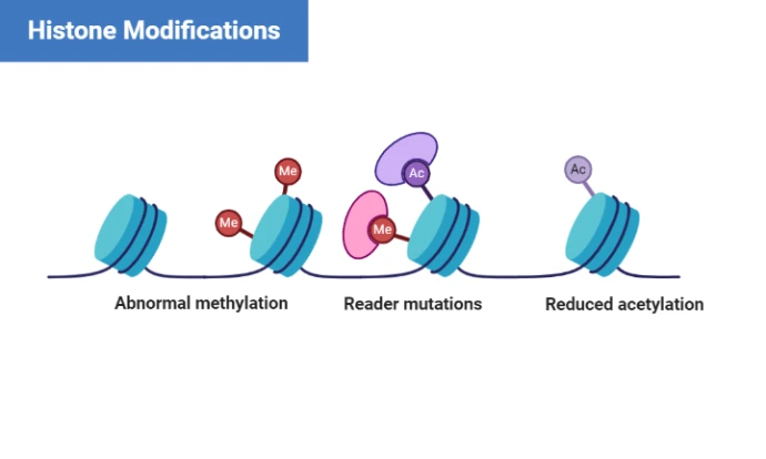 histonemodifications