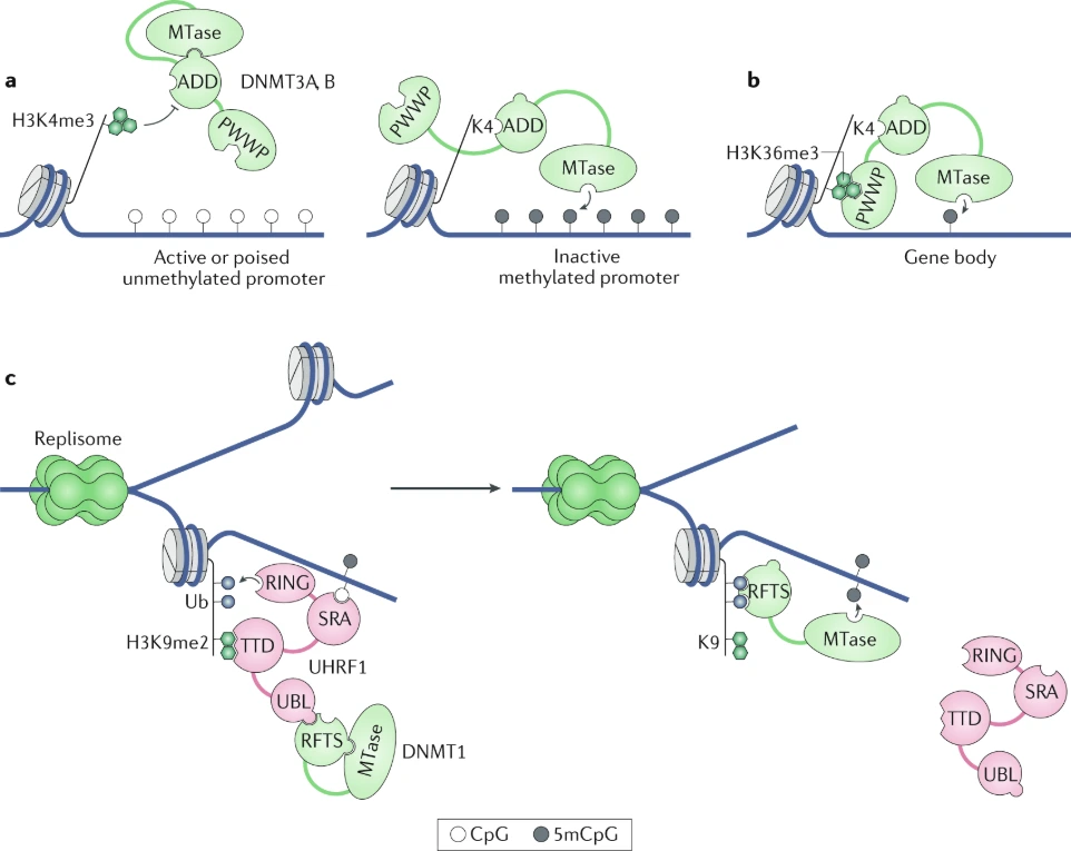 adnmethylation