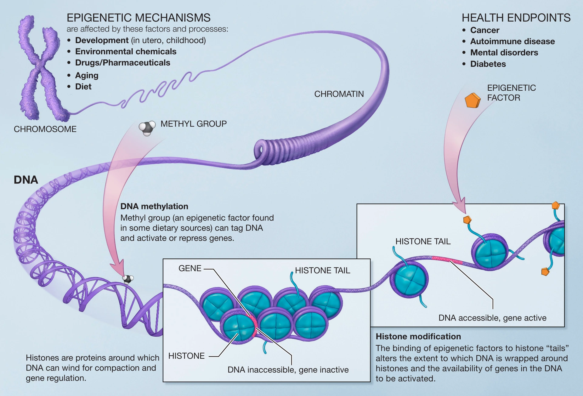 dnamethylation